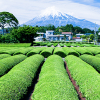 日本茶の産地偽装を受け、信頼性やトレーサビリティ向上に向けVeChain技術の概念実証を実施