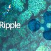リップル社、仮想通貨XRP関連開発プラットフォームの日本展開を開始